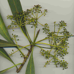 Seeds of Pseudopanax crassifolius.<br>Photographer: Wayne Bennett, Licence: <a target='_blank' href='https://creativecommons.org/licenses/by-nc/4.0'>CC BY-NC</a>. <a class='member-message' href='/nzpcn/why-join-nzpcn/' target='_blank'>Members can view a larger version of this image.</a>