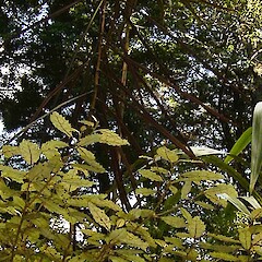 Pseudopanax crassifolius (transition).<br>Photographer: Wayne Bennett, Licence: <a target='_blank' href='https://creativecommons.org/licenses/by-nc/4.0'>CC BY-NC</a>. <a class='member-message' href='/nzpcn/why-join-nzpcn/' target='_blank'>Members can view a larger version of this image.</a>