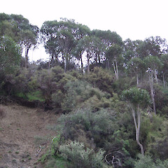 Forest, Swale streem.<br>Photographer: Simon Moore, Licence: <a target='_blank' href='https://creativecommons.org/licenses/by-sa/4.0'>CC BY-SA</a>. <a class='member-message' href='/nzpcn/why-join-nzpcn/' target='_blank'>Members can view a larger version of this image.</a>