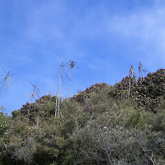 Banks Peninsula, Canterbury (juvenile plants).<br>Photographer: Jesse Bythell, Licence: <a target='_blank' href='https://creativecommons.org/licenses/by-nc/4.0'>CC BY-NC</a>. <a class='member-message' href='/nzpcn/why-join-nzpcn/' target='_blank'>Members can view a larger version of this image.</a>