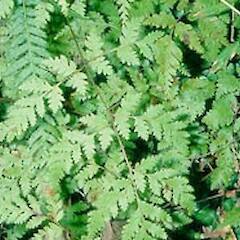 Pteris saxatilis
