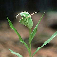 Pterostylis australis.<br>Photographer: Department of Conservation, Licence: Public domain.