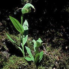 Pterostylis australis.<br>Photographer: Department of Conservation, Licence: Public domain.