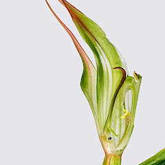 Longitudinal section of flower. Stokes Valley, Lower Hutt.<br>Photographer: Jeremy R. Rolfe, Date taken: 01/11/2013, Licence: <a target='_blank' href='https://creativecommons.org/licenses/by/4.0'>CC BY</a>.