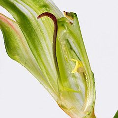 Lateral view of labellum and column. Stokes Valley, Lower Hutt.<br>Photographer: Jeremy R. Rolfe, Date taken: 01/11/2013, Licence: <a target='_blank' href='https://creativecommons.org/licenses/by/4.0'>CC BY</a>.