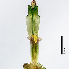 Anterior view of column (pollen on stigma). Stokes Valley, Lower Hutt.<br>Photographer: Jeremy R. Rolfe, Date taken: 01/11/2013, Licence: <a target='_blank' href='https://creativecommons.org/licenses/by/4.0'>CC BY</a>.