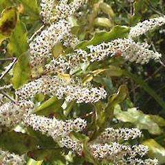 Tokatea, Coromandel. March.<br>Photographer: John Smith-Dodsworth, Licence: <a target='_blank' href='https://creativecommons.org/licenses/by-nc/4.0'>CC BY-NC</a>.