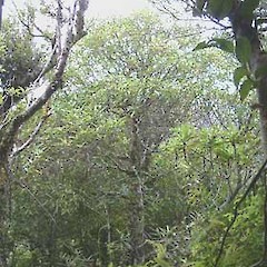 Tokatea, Coromandel. March.<br>Photographer: John Smith-Dodsworth, Licence: <a target='_blank' href='https://creativecommons.org/licenses/by-nc/4.0'>CC BY-NC</a>.