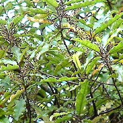 Tokatea, Coromandel. March.<br>Photographer: John Smith-Dodsworth, Licence: <a target='_blank' href='https://creativecommons.org/licenses/by-nc/4.0'>CC BY-NC</a>.