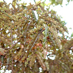 Tokatea, Coromandel. March.<br>Photographer: John Smith-Dodsworth, Licence: <a target='_blank' href='https://creativecommons.org/licenses/by-nc/4.0'>CC BY-NC</a>.