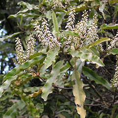Flowers, Anawhata Rd, 24 Oct 2005.<br>Photographer: Mike Wilcox, Licence: All rights reserved.