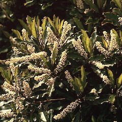 Mt Pirongia.<br>Photographer: Gillian M. Crowcroft, Licence: All rights reserved. <a class='member-message' href='/nzpcn/why-join-nzpcn/' target='_blank'>Members can view a larger version of this image.</a>