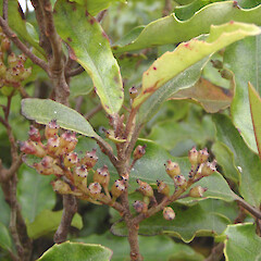 Tawheowheo (Quintinia serrata) in fruit Mt Karioi, Raglan.<br>Photographer: Dean Baigent-Mercer, Date taken: 01/04/2010, Licence: <a target='_blank' href='https://creativecommons.org/licenses/by-nc/4.0'>CC BY-NC</a>. <a class='member-message' href='/nzpcn/why-join-nzpcn/' target='_blank'>Members can view a larger version of this image.</a>
