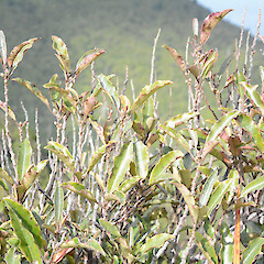 Mt Karioi, south of Raglan.<br>Photographer: John Sawyer, Date taken: 01/07/2013, Licence: <a target='_blank' href='https://creativecommons.org/licenses/by-nc/4.0'>CC BY-NC</a>. <a class='member-message' href='/nzpcn/why-join-nzpcn/' target='_blank'>Members can view a larger version of this image.</a>