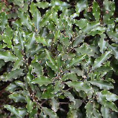 Mt Karioi, south of Raglan.<br>Photographer: John Sawyer, Date taken: 01/07/2013, Licence: <a target='_blank' href='https://creativecommons.org/licenses/by-nc/4.0'>CC BY-NC</a>. <a class='member-message' href='/nzpcn/why-join-nzpcn/' target='_blank'>Members can view a larger version of this image.</a>