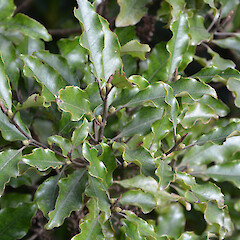 Mt Karioi, south of Raglan.<br>Photographer: John Sawyer, Date taken: 01/07/2013, Licence: <a target='_blank' href='https://creativecommons.org/licenses/by-nc/4.0'>CC BY-NC</a>. <a class='member-message' href='/nzpcn/why-join-nzpcn/' target='_blank'>Members can view a larger version of this image.</a>