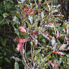 Mt Karioi, south of Raglan.<br>Photographer: John Sawyer, Date taken: 01/07/2013, Licence: <a target='_blank' href='https://creativecommons.org/licenses/by-nc/4.0'>CC BY-NC</a>. <a class='member-message' href='/nzpcn/why-join-nzpcn/' target='_blank'>Members can view a larger version of this image.</a>