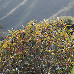 Mt Karioi, south of Raglan.<br>Photographer: John Sawyer, Date taken: 01/07/2013, Licence: <a target='_blank' href='https://creativecommons.org/licenses/by-nc/4.0'>CC BY-NC</a>. <a class='member-message' href='/nzpcn/why-join-nzpcn/' target='_blank'>Members can view a larger version of this image.</a>