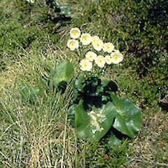 Ranunculus lyallii