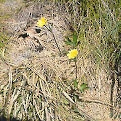 Ranunculus verticillatus