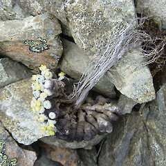 Torlesse Range.<br>Photographer: Felix Collins, Licence: All rights reserved. <a class='member-message' href='/nzpcn/why-join-nzpcn/' target='_blank'>Members can view a larger version of this image.</a>