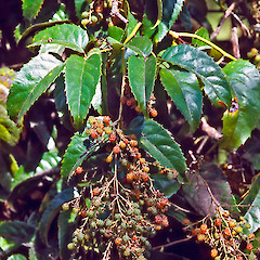 Rubus Cissoides New Zealand Plant Conservation Network rubus-cissoides-new-zealand-plant-conservation-network