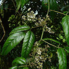 Rubus cissoides.<br>Photographer: Wayne Bennett, Licence: <a target='_blank' href='https://creativecommons.org/licenses/by-nc/4.0'>CC BY-NC</a>.