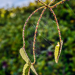 Rubus Cissoides New Zealand Plant Conservation Network rubus-cissoides-new-zealand-plant-conservation-network