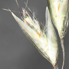 Spikelet. Harris Mountains, Otago.<br>Photographer: Mike Thorsen, Licence: All rights reserved. <a class='member-message' href='/nzpcn/why-join-nzpcn/' target='_blank'>Members can view a larger version of this image.</a>