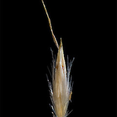 Floret (adaxial view). Forks Stream, Canterbury.<br>Photographer: Mike Thorsen, Licence: All rights reserved. <a class='member-message' href='/nzpcn/why-join-nzpcn/' target='_blank'>Members can view a larger version of this image.</a>