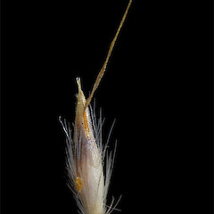 Floret (abaxial view). Forks Stream, Mackenzie Basin.<br>Photographer: Mike Thorsen, Licence: All rights reserved. <a class='member-message' href='/nzpcn/why-join-nzpcn/' target='_blank'>Members can view a larger version of this image.</a>