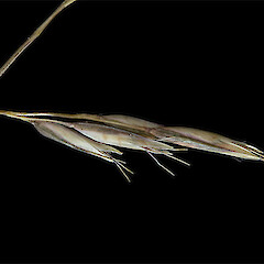 Spikelets. Forks Stream, Mackenzie Basin.<br>Photographer: Mike Thorsen, Licence: All rights reserved. <a class='member-message' href='/nzpcn/why-join-nzpcn/' target='_blank'>Members can view a larger version of this image.</a>