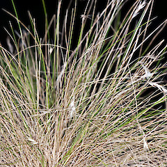 In cultivation ex Nevis Valley.<br>Photographer: Jeremy R. Rolfe, Date taken: 15/03/2007, Licence: <a target='_blank' href='https://creativecommons.org/licenses/by/4.0'>CC BY</a>.