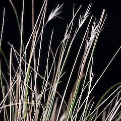 In cultivation ex Nevis Valley.<br>Photographer: Jeremy R. Rolfe, Date taken: 15/03/2007, Licence: <a target='_blank' href='https://creativecommons.org/licenses/by/4.0'>CC BY</a>.