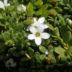 Samolus repens var repens.<br>Photographer: John Sawyer, Licence: <a target='_blank' href='https://creativecommons.org/licenses/by-nc/4.0'>CC BY-NC</a>.