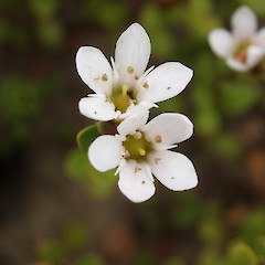 Samolus repens var. repens, Waipu, Northland.<br>Photographer: Lisa Forester, Licence: <a target='_blank' href='https://creativecommons.org/licenses/by-sa/4.0'>CC BY-SA</a>.