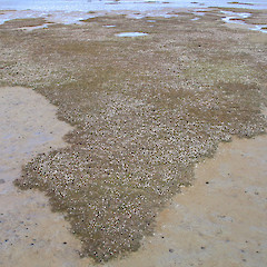Aramoana Salt Marsh.<br>Photographer: John Barkla, Licence: <a target='_blank' href='https://creativecommons.org/licenses/by/4.0'>CC BY</a>.