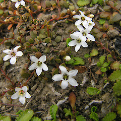 Samolus repens var. repens.<br>Photographer: Mike Thorsen, Licence: All rights reserved.