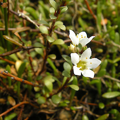 Hingaia, Auckland.<br>Photographer: John Sawyer, Licence: <a target='_blank' href='https://creativecommons.org/licenses/by-nc/4.0'>CC BY-NC</a>.