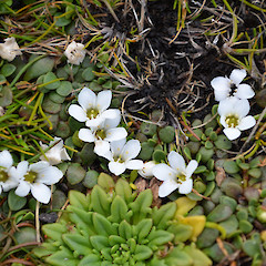 Samolus repens var. repens growing amongst Plantago triantha.<br>Photographer: Jane Gosden, Licence: <a target='_blank' href='https://creativecommons.org/licenses/by-nc-sa/4.0'>CC BY-NC-SA</a>.