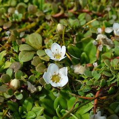Samolus repens var. repens.<br>Photographer: Jane Gosden, Licence: <a target='_blank' href='https://creativecommons.org/licenses/by-nc-sa/4.0'>CC BY-NC-SA</a>.