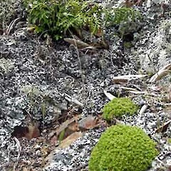 Scleranthus biflorus