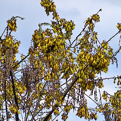 Sophora chathamica tree in full flower, Ex cult., 8 Sep 2006, Mt Albert, Auckland.<br>Photographer: Peter J de Lange, Licence: <a target='_blank' href='https://creativecommons.org/licenses/by-nc/4.0'>CC BY-NC</a>.