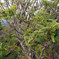 Blind Jim’s, Chatham Island.<br>Photographer: Bill Clarkson, Date taken: 15/05/2007, Licence: <a target='_blank' href='https://creativecommons.org/licenses/by-nc/4.0'>CC BY-NC</a>.