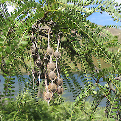 Sophora microphylla - seed pods.<br>Photographer: John Barkla, Licence: <a target='_blank' href='https://creativecommons.org/licenses/by/4.0'>CC BY</a>.