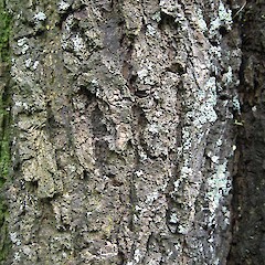 Bark of mature tree, Dunedin Botanic Gardens.<br>Photographer: John Barkla, Licence: <a target='_blank' href='https://creativecommons.org/licenses/by/4.0'>CC BY</a>.