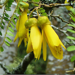 Flowers of Sophora microphylla.<br>Photographer: Wayne Bennett, Licence: <a target='_blank' href='https://creativecommons.org/licenses/by-nc/4.0'>CC BY-NC</a>.