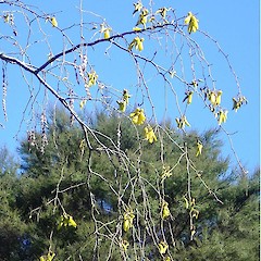Sophora microphylla (Kowhai).<br>Photographer: Wayne Bennett, Licence: <a target='_blank' href='https://creativecommons.org/licenses/by-nc/4.0'>CC BY-NC</a>.