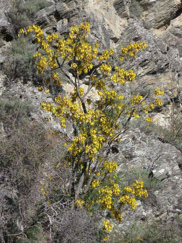 Sophora microphylla - Kowhai - NZ Native - 20 seeds | Australia