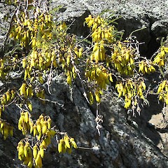 Cromwell, Otago.<br>Photographer: John Barkla, Licence: <a target='_blank' href='https://creativecommons.org/licenses/by/4.0'>CC BY</a>.